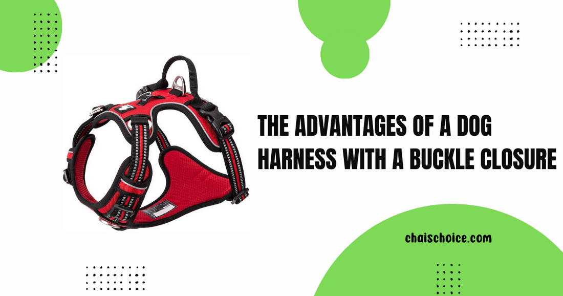 Unveiling Convenience: The Advantages Of a Dog Harness With a Buckle Closure