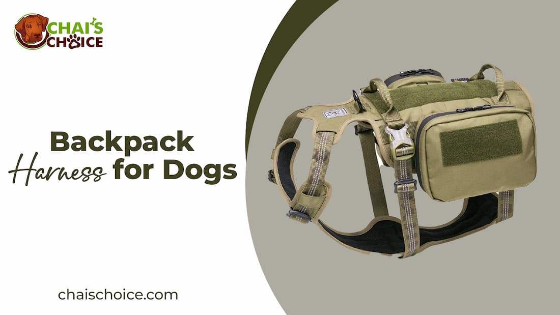 The Benefits of Using a Backpack Harness for Your Canine Companion