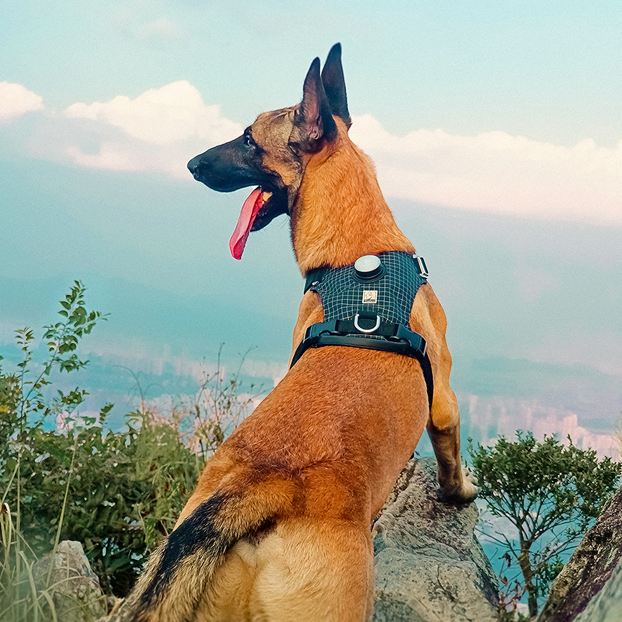 Chai's Choice Dog Harness with LED Light and GPS Tracker Holder