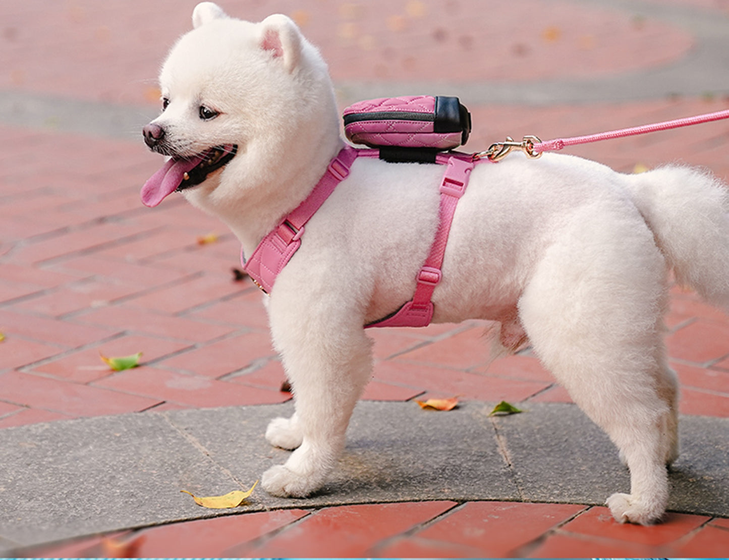 Chai's Choice Stylish Eco-Friendly Harness Set
